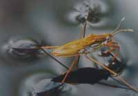 <a href='https://www.www.ge5a.com' class='keys' title='點擊查看關(guān)于涂料助劑的相關(guān)信息' target='_blank'>涂料助劑</a>,水性樹脂,羥乙基纖維素,顏料,染料,三升化工